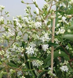 Sieben-Söhne-des-Himmels-Strauch Heptacodium Miconioides 19 Sieben-Söhne-des-Himmels-Strauch Heptacodium Miconioides -Pflanzenhof Verkaufsladen Sieben S hne