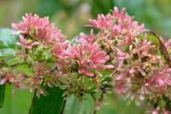 Sieben-Söhne-des-Himmels-Strauch Heptacodium Miconioides 15 Sieben-Söhne-des-Himmels-Strauch Heptacodium Miconioides -Pflanzenhof Verkaufsladen Sieben S hne Fruchtstand
