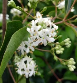 Sieben-Söhne-des-Himmels-Strauch Heptacodium Miconioides 17 Sieben-Söhne-des-Himmels-Strauch Heptacodium Miconioides -Pflanzenhof Verkaufsladen Sieben S hne des Himmels