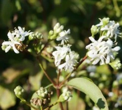 Sieben-Söhne-des-Himmels-Strauch Heptacodium Miconioides 18 Sieben-Söhne-des-Himmels-Strauch Heptacodium Miconioides -Pflanzenhof Verkaufsladen Sieben S hne des himmels 1