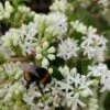 Sieben-Söhne-des-Himmels-Strauch Heptacodium Miconioides -Pflanzenhof Verkaufsladen Sieben S hne mit Hummel