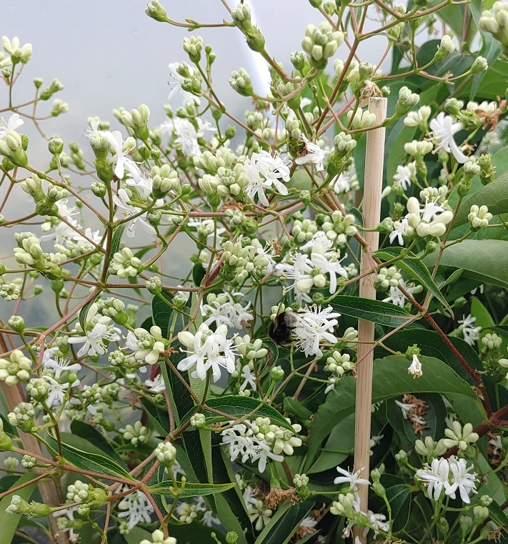 Sieben-Söhne-des-Himmels-Strauch Heptacodium Miconioides 11 Sieben-Söhne-des-Himmels-Strauch Heptacodium Miconioides – Bild 9