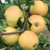 Sirius Ⓢ Malus Domestica `Sirius´ -Pflanzenhof Verkaufsladen Sirius1