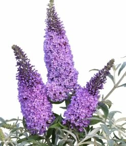 Schmetterlingsflieder Butterfly Candy® (versch. Farben) Buddleja Davidii -Pflanzenhof Verkaufsladen Sommerflieder lila blau
