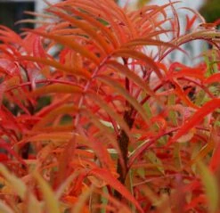 Eberesche `Dodong´ Sorbus Conmixta `Dodong´ -Pflanzenhof Verkaufsladen Sorbus Dodong4