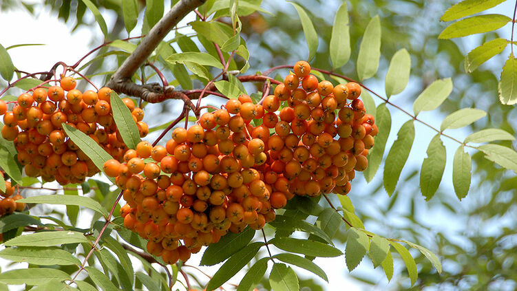 Pflanzenhof Verkaufsladen 55 Pflanzenhof Verkaufsladen -Pflanzenhof Verkaufsladen Sorbus aucuparia Edulis 2.2 GS 42389768 2fb73f98@752ll