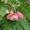 Speierling Sorbus Domestica -Pflanzenhof Verkaufsladen SpeierlingtHoP7oi6RjdJ1