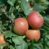 Säulenapfel Spurkoop Malus Domestica `Spurkoop´ -Pflanzenhof Verkaufsladen SpurkoopFY2pp5KkZKmfy