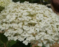 Garten-Hortensie `Incrediball®´ Hydrangea Arborescens -Pflanzenhof Verkaufsladen Strong anabelle1