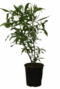 Sommerglocke / Baumoleander `Summer Bells´ Chitalpa Tashkentensis `Summer Bells´ -Pflanzenhof Verkaufsladen Summer bells