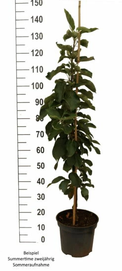 Pflanzenhof Verkaufsladen -Pflanzenhof Verkaufsladen Summertime S ule weiss