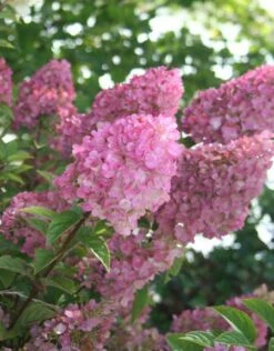 Kompakte Rispenhortensie `Sundae Fraise´ Hydrangea Paniculata `Sundae Fraise´ -Pflanzenhof Verkaufsladen Sundae Fraise Kordes Jungpflanzen