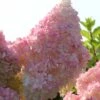 Kompakte Rispenhortensie `Sundae Fraise´ Hydrangea Paniculata `Sundae Fraise´ -Pflanzenhof Verkaufsladen Sundae Fraise13oEjyJ3xi4YNJ