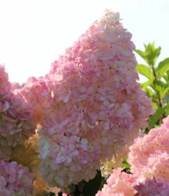 Pflanzenhof Verkaufsladen 44 Kompakte Rispenhortensie `Sundae Fraise´ Hydrangea Paniculata `Sundae Fraise´