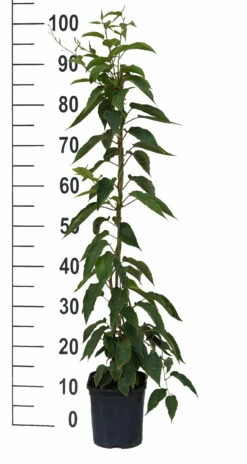 Bayernkiwi 3er-Set Mit Großfrüchtigen Sorten Actinidia Arguta -Pflanzenhof Verkaufsladen Super Jumbo weissFvoRaFC425vl0