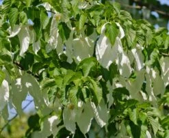 Taschentuchbaum / Taubenbaum Davidia Involucrata Vilmoriniana
