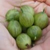 Tatjana, Grün, Fast Stachellos Ribes Uva-crispa `Tatjana´ -Pflanzenhof Verkaufsladen Tatjana Frucht