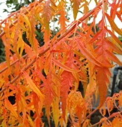 Essigbaum `Tiger Eyes´ Rhus Typhina `Tiger Eyes´ -Pflanzenhof Verkaufsladen Tiger Eyes Rhus