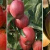 Halbstamm Drei-Sorten Apfelbaum (Gala, Elstar, Jonagold, Cox Orange) Malus Domestica -Pflanzenhof Verkaufsladen Trio Apfel Gala Elstar und Cox