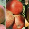 Drei-Sorten Apfelbaum (Alkmene, Melrose, Cox Orange, James Grieve) Malus Domestica -Pflanzenhof Verkaufsladen Trio Apfel Melrose Alkmene und Cox