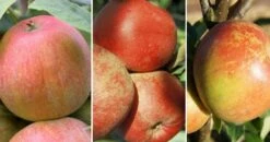 Drei-Sorten Apfelbaum (Alkmene, Melrose, Cox Orange, James Grieve) Malus Domestica