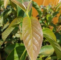 Schwarzer Tupelobaum Nyssa Sylvatica -Pflanzenhof Verkaufsladen Tupelobaum Blatt