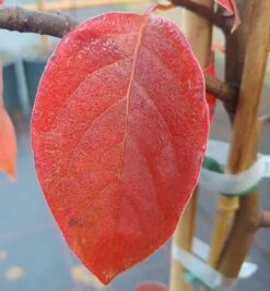 Schwarzer Tupelobaum Nyssa Sylvatica -Pflanzenhof Verkaufsladen Tupelobaum herbstf rbung 1