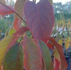 Schwarzer Tupelobaum Nyssa Sylvatica -Pflanzenhof Verkaufsladen Tupelobaum herbstf rbung