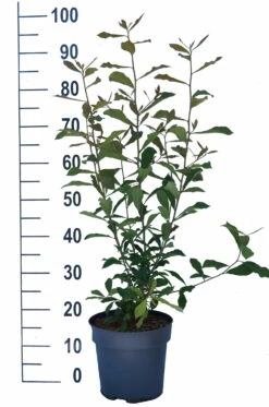 Schwarzer Tupelobaum Nyssa Sylvatica -Pflanzenhof Verkaufsladen Tupelobaum weiss