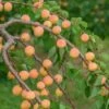 Ungarische Beste Prunus Armeniaca `Ungarische Beste´ -Pflanzenhof Verkaufsladen Ungarische Beste