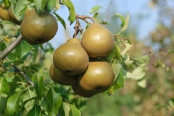 Pflanzenhof Verkaufsladen -Pflanzenhof Verkaufsladen Uta 2