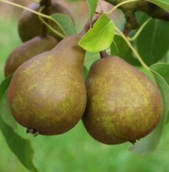 Uta Pyrus Communis `Uta´ -Pflanzenhof Verkaufsladen Uta