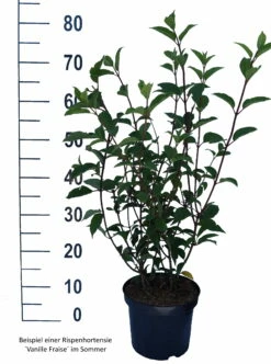 Rispenhortensie `Vanille-Fraise´ Hydrangea Paniculata `Vanille Fraise´ -Pflanzenhof Verkaufsladen Vanille Fraise weiss