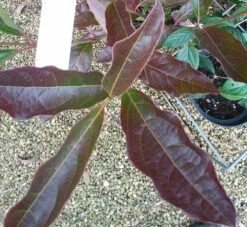 Amerikanischer Schneeball `Brandywine´ Viburnum Nudum `Brandywine´ -Pflanzenhof Verkaufsladen Viburnum Brandywine Herbstf rbung