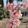 Duftender Winterschneeball `Dawn´ Viburnum Bodnantense `Dawn´ -Pflanzenhof Verkaufsladen Viburnum Dawn9