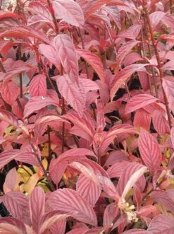 Duftender Winterschneeball `Dawn´ Viburnum Bodnantense `Dawn´ 11 Duftender Winterschneeball `Dawn´ Viburnum Bodnantense `Dawn´ -Pflanzenhof Verkaufsladen Viburnum bodnantense dawn herbstf rbung