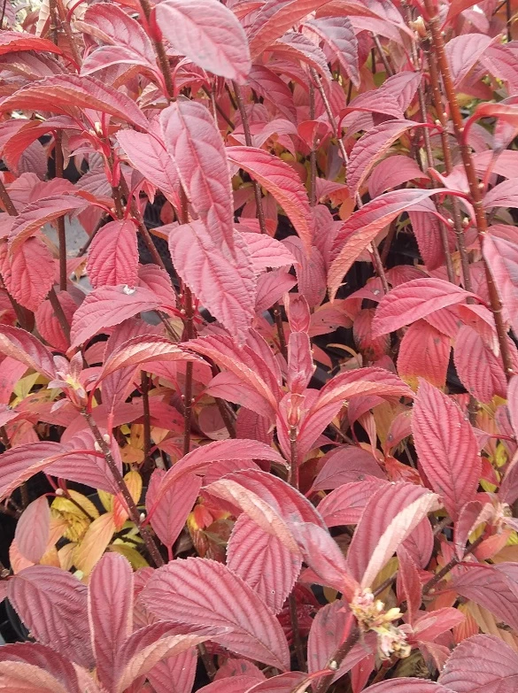 Duftender Winterschneeball `Dawn´ Viburnum Bodnantense `Dawn´ 6 Duftender Winterschneeball `Dawn´ Viburnum Bodnantense `Dawn´ – Bild 4