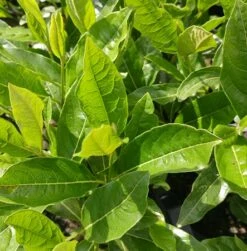 Amerikanischer Schneeball `Brandywine´ Viburnum Nudum `Brandywine´ -Pflanzenhof Verkaufsladen Viburnum nudum 2