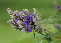 Zwerg-Mönchspfeffer `Blue Puffball´ ® Vitex Agnus-castus -Pflanzenhof Verkaufsladen Vitex BluePuffball 7