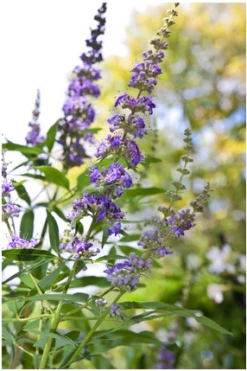 Mönchspfeffer Vitex Agnus Castus -Pflanzenhof Verkaufsladen Vitex M nchspfeffer