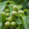 Walnuss `Fernette´ Juglans Regia 2 Walnuss `Fernette´ Juglans Regia -Pflanzenhof Verkaufsladen Waln sse am Baum