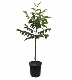 Walnuss - Wunder Von Monrepos Juglans Regia `Wunder Von Monrepos´