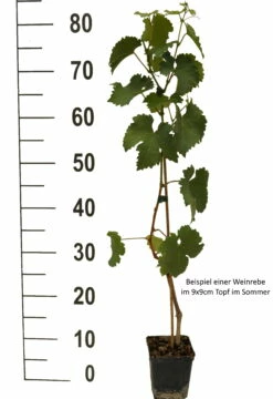 Lakemont (kernlos) Vitis `Lakemont -Pflanzenhof Verkaufsladen Weinrebe Beispiel weissIf0c1JWrFmpPp
