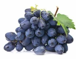 Tafeltraube `Georg´ Vitis `Georg´