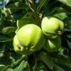 Weißer Klarapfel Malus Domestica -Pflanzenhof Verkaufsladen Weisser Klarapfel7v9jZZWzDc846