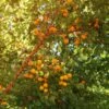 Wildaprikose Prunus Armeniaca -Pflanzenhof Verkaufsladen Wilde Marille