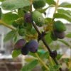 Sibirische Blaubeere / Honigbeere `Wojtek´ Lonicera Kamtschatica `Wojtek´