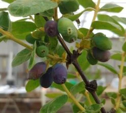 Sibirische Blaubeere / Honigbeere `Wojtek´ Lonicera Kamtschatica `Wojtek´
