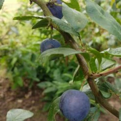 Zibarte Voraussichtlich Ab Juni/Juli Wieder Verfügbar -Pflanzenhof Verkaufsladen Zibarte 2