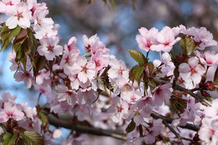 Pflanzenhof Verkaufsladen 34 Pflanzenhof Verkaufsladen -Pflanzenhof Verkaufsladen Zierkirsche gekauft begrenzte